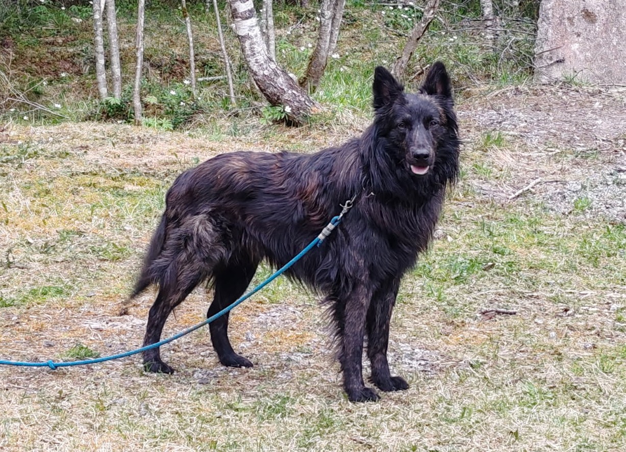 Oscar